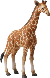 Фото жеребенок сетчатого жирафа Gulliver 88535